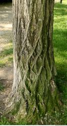 Tree Bark